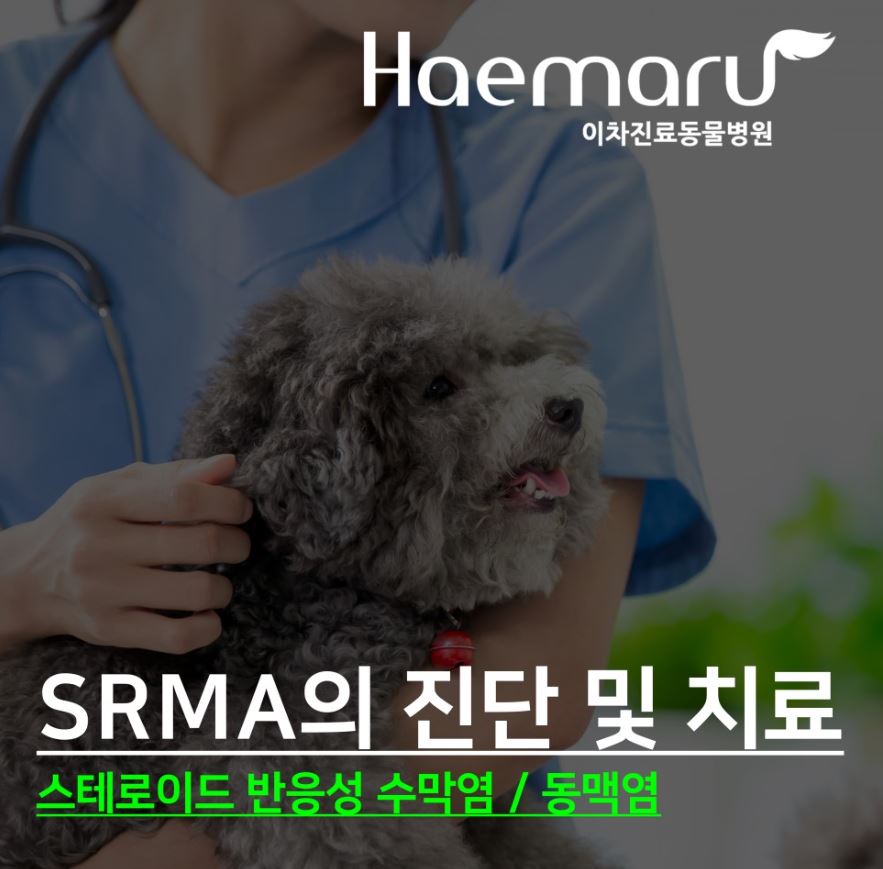 SRMA 스테로이드 반응성 수막염/동맥염 진단과 치료 썸네일