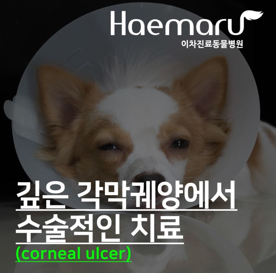 강아지 각막 궤양(corneal ulcer) 각결막 이식 수술 썸네일