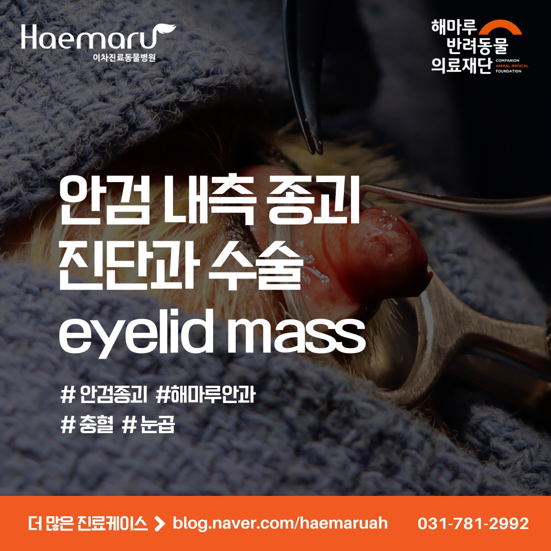 강아지 안검 내측 종괴의 진단과 수술(eyelid mass) 썸네일