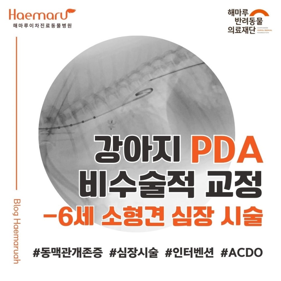 강아지 PDA 비수술적 교정 - 비교적 나이가 많은 6세 소형견의 인터벤션 시술 사례 썸네일