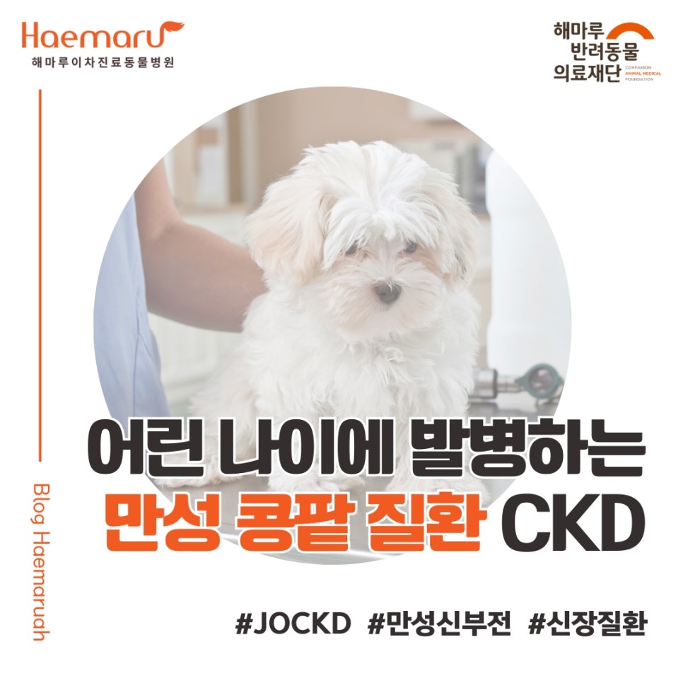 강아지 만성 콩팥 질환, 어린 나이에 발병하는 만성신부전 CKD, JOCKD 썸네일