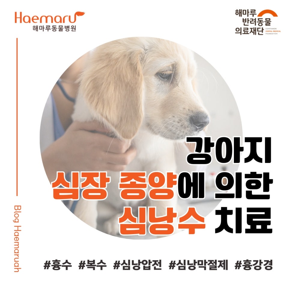 진료케이스 이미지