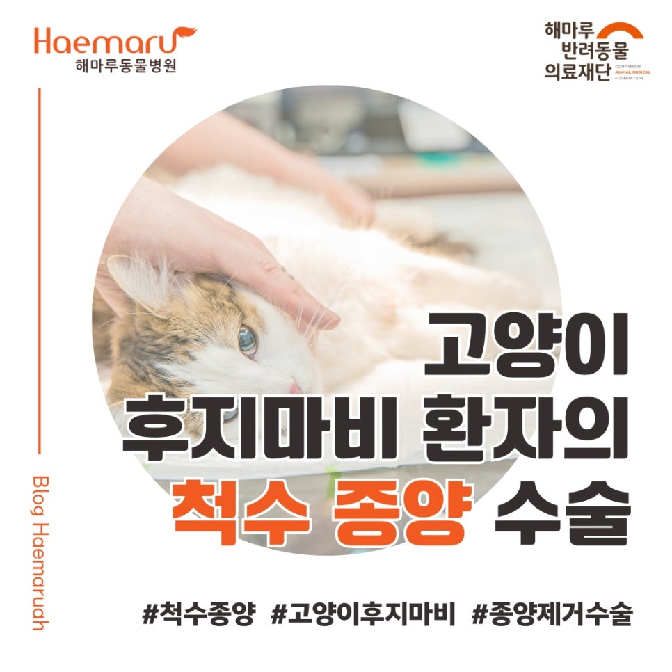 진료케이스 이미지