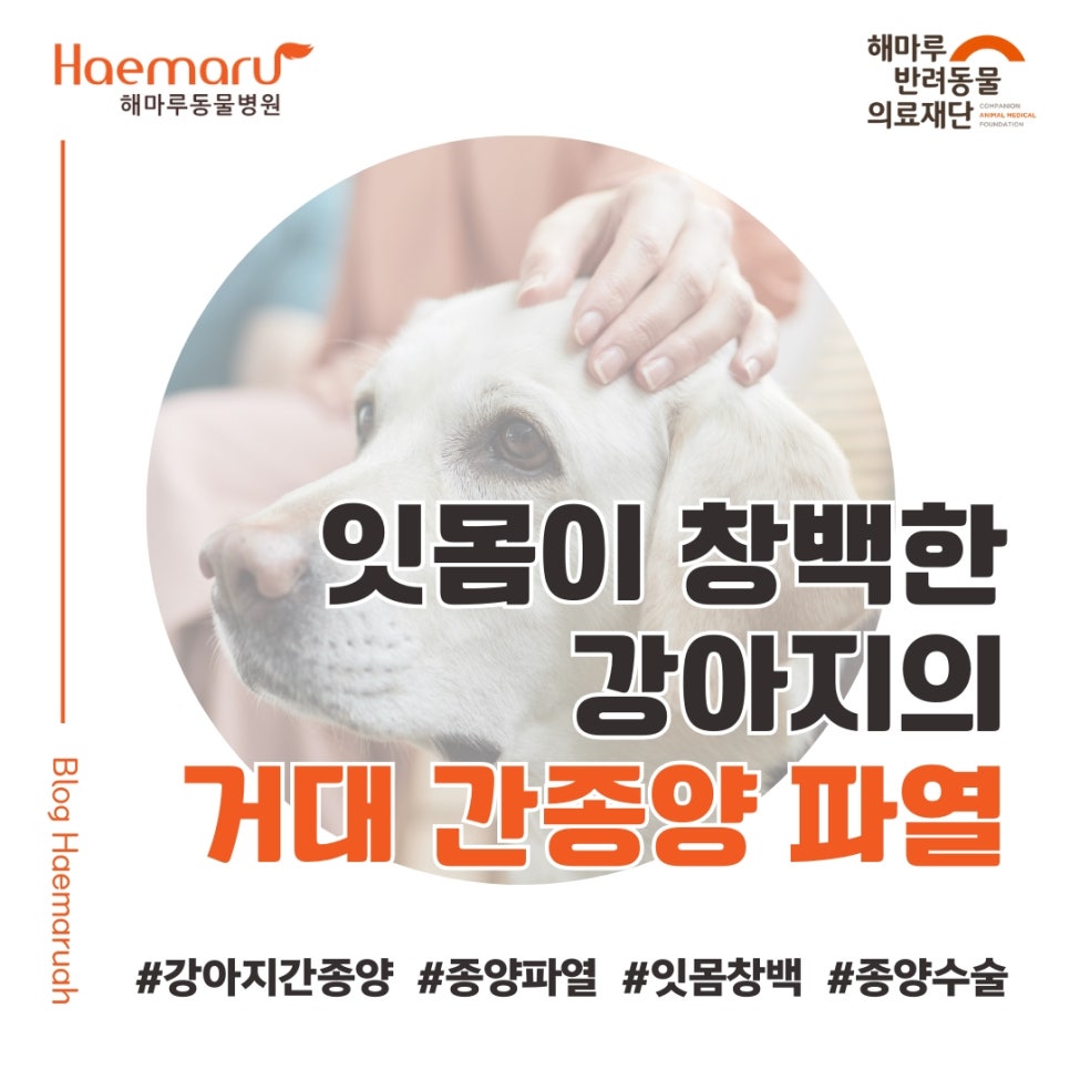 진료케이스 이미지