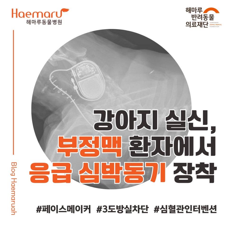 진료케이스 이미지
