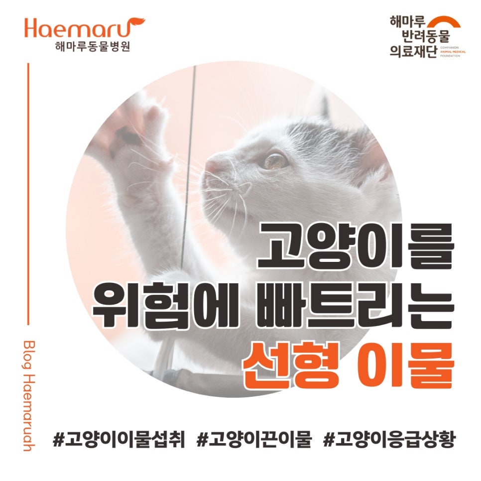 진료케이스 이미지