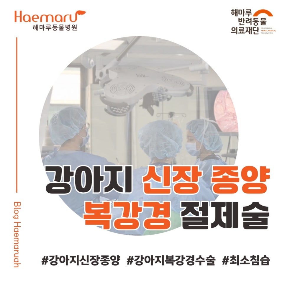 진료케이스 이미지