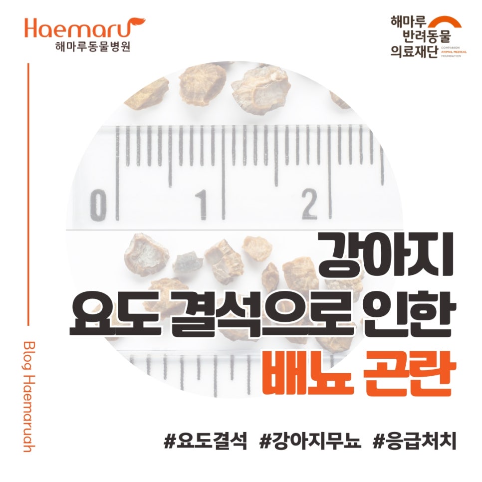 진료케이스 이미지