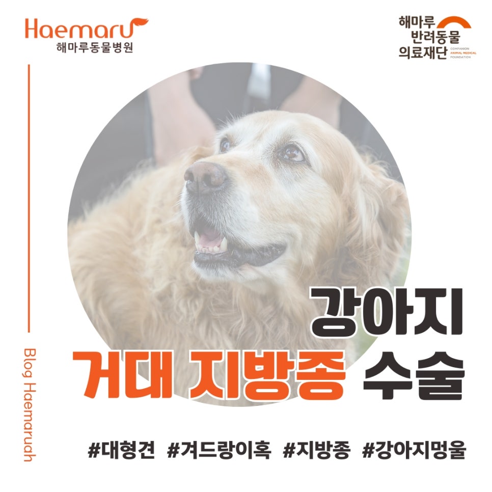 진료케이스 이미지