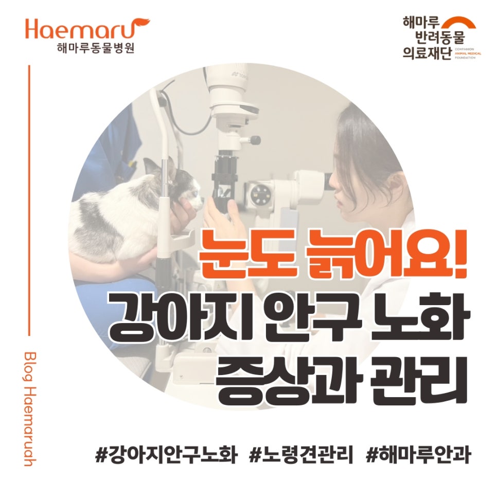 진료케이스 이미지
