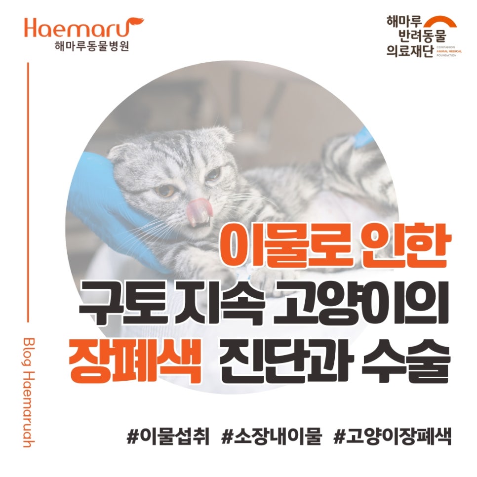 진료케이스 이미지