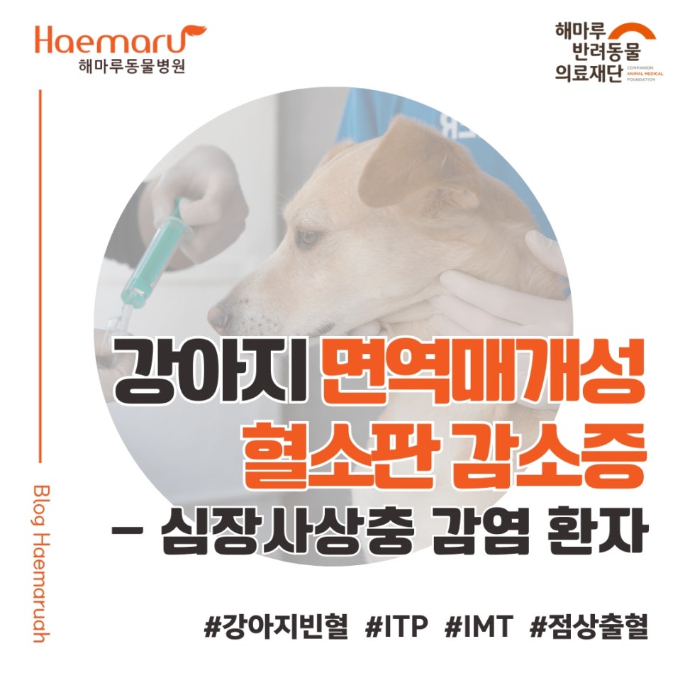 진료케이스 이미지