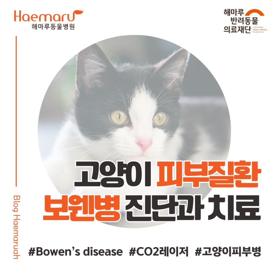 진료케이스 이미지