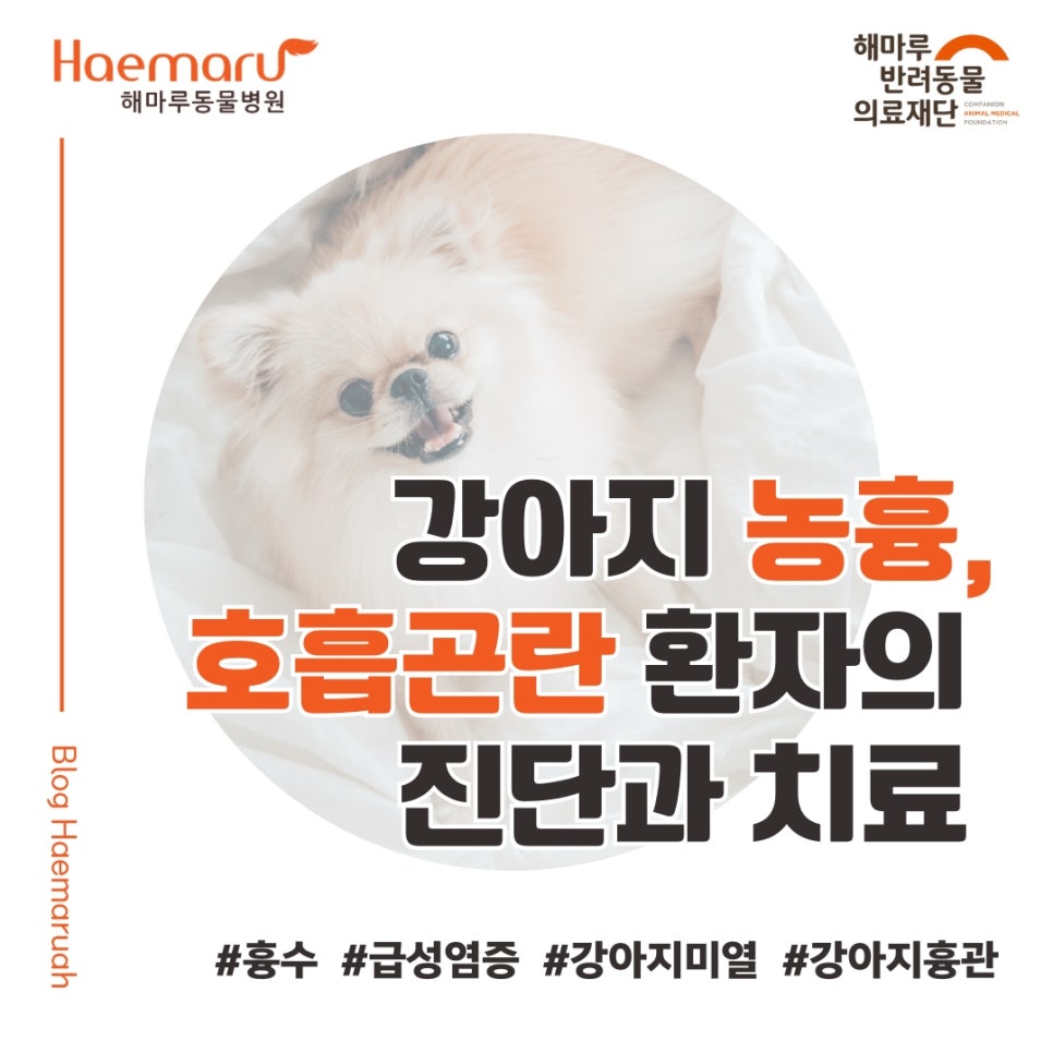 진료케이스 이미지