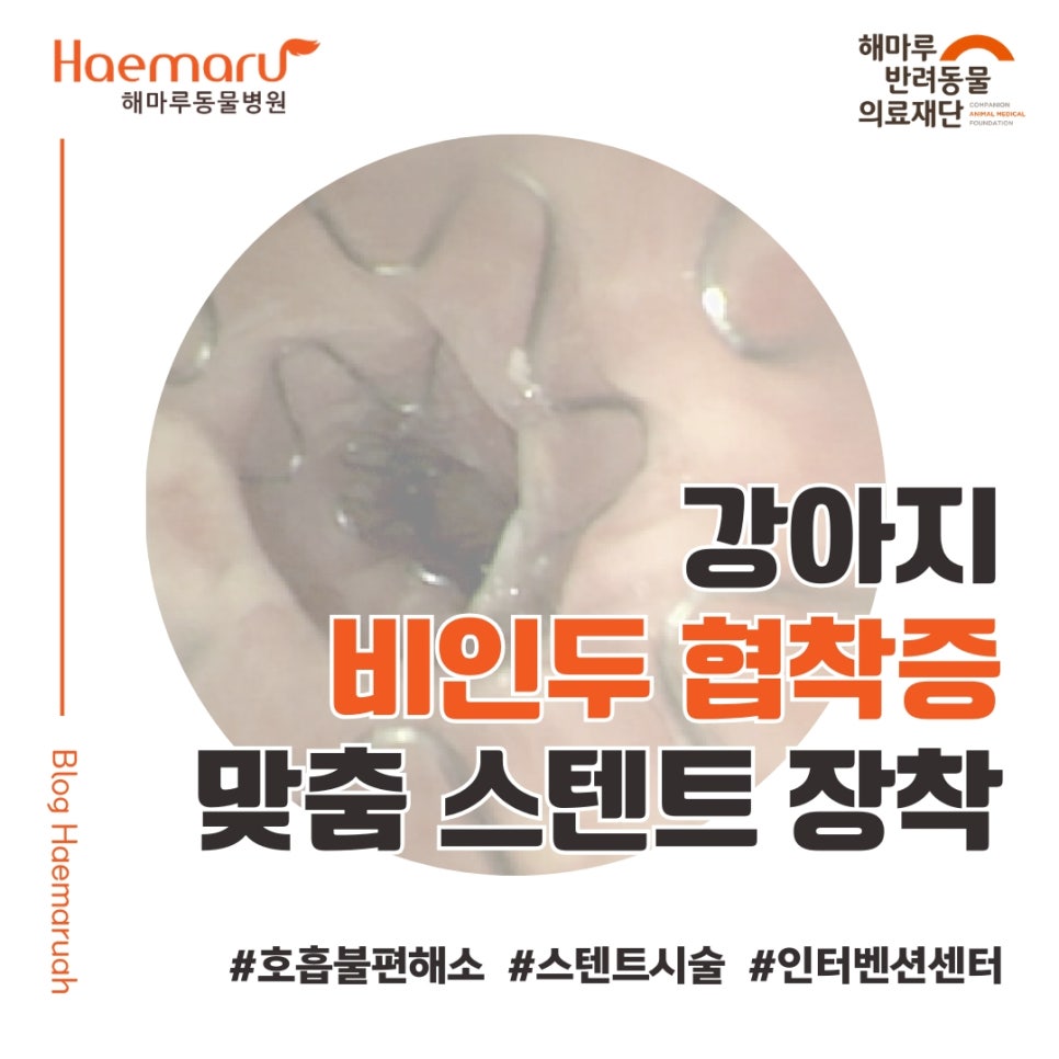 진료케이스 이미지