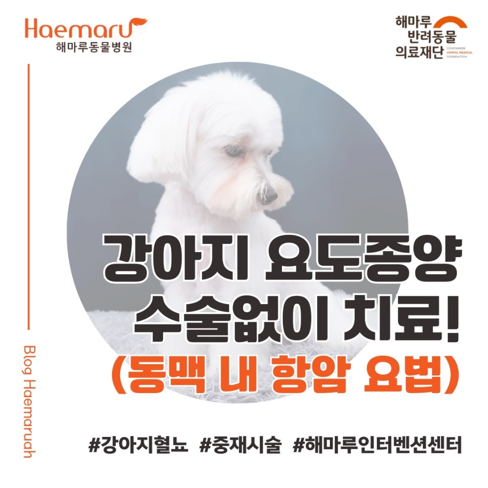 진료케이스 이미지