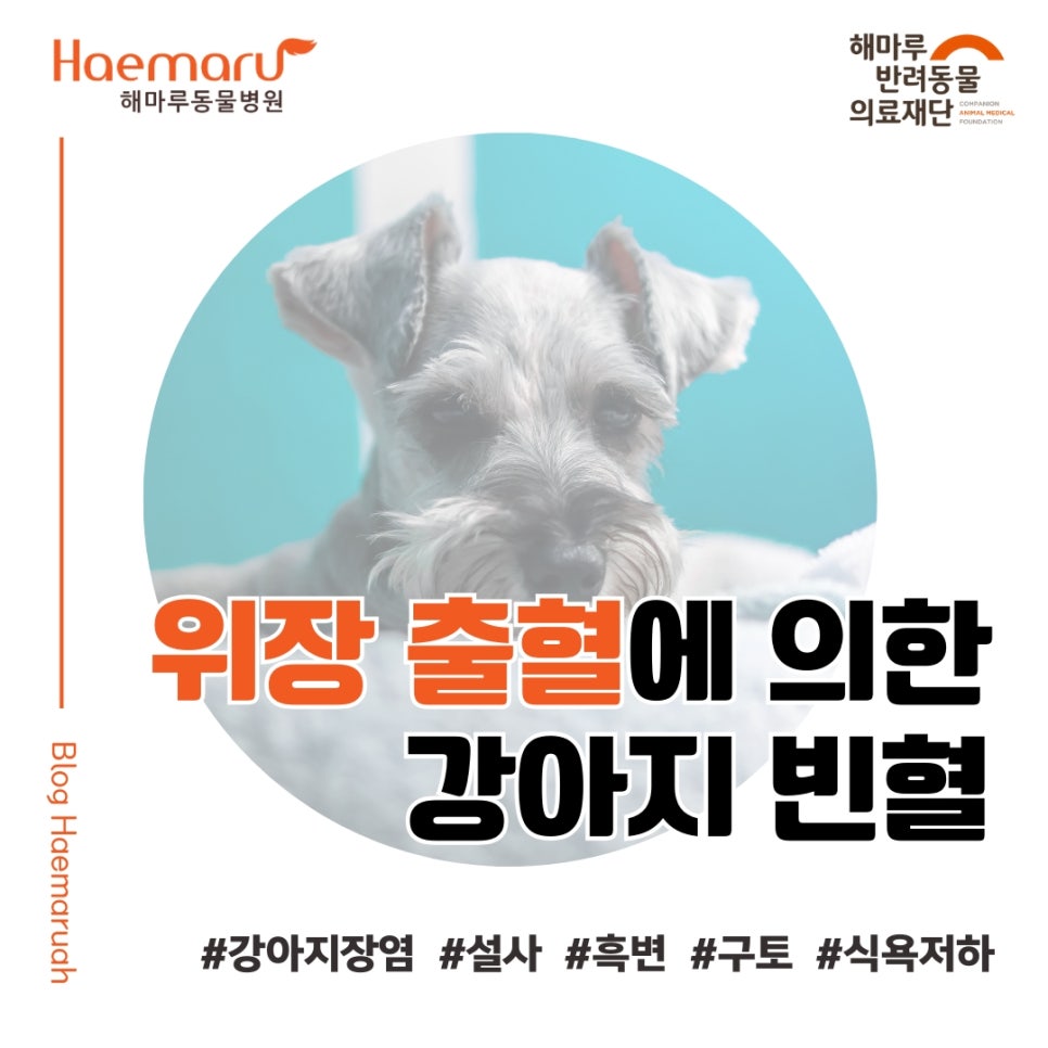진료케이스 이미지