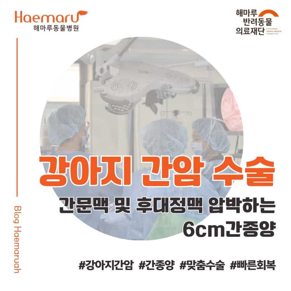 진료케이스 이미지