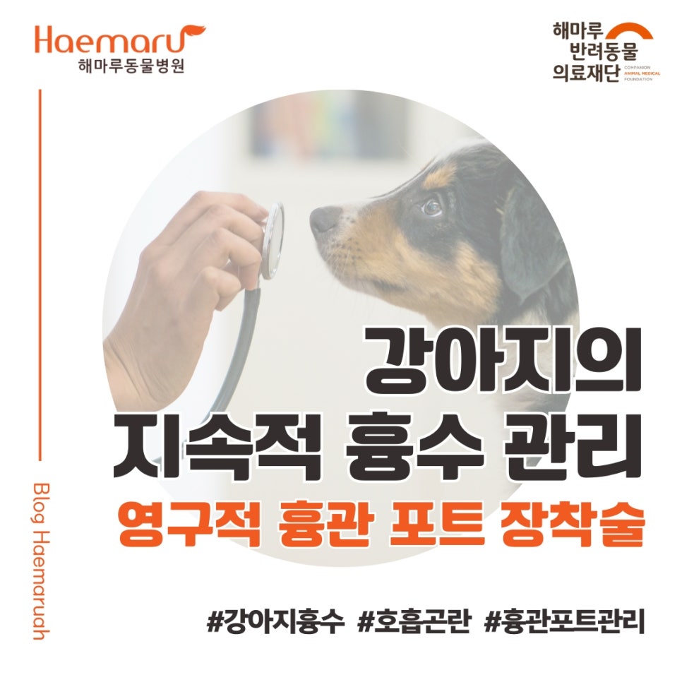 진료케이스 이미지