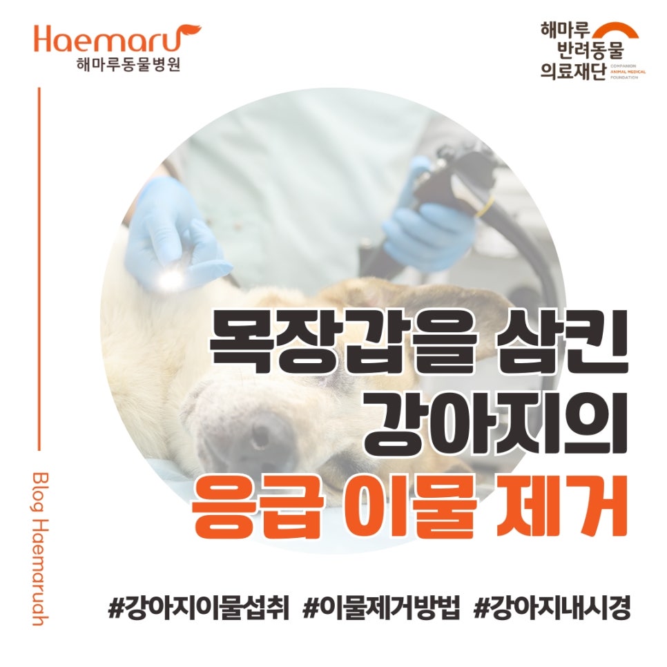 진료케이스 이미지