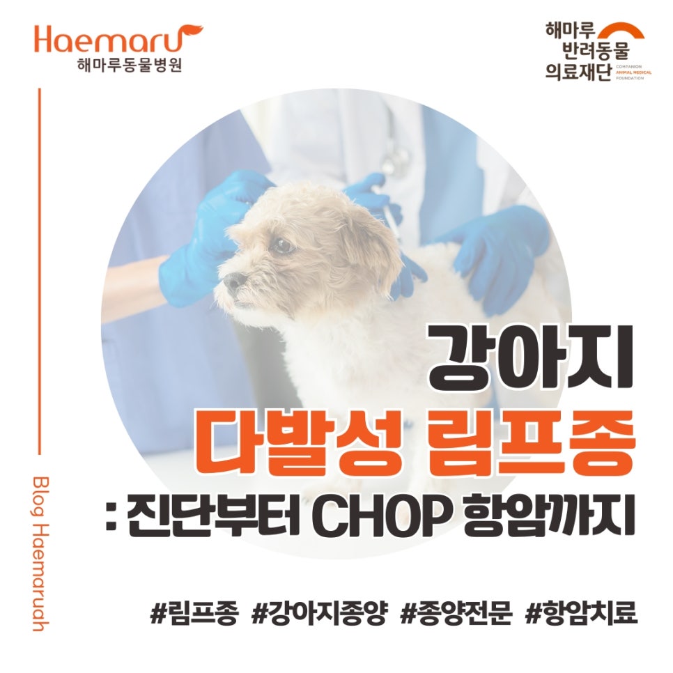 진료케이스 이미지
