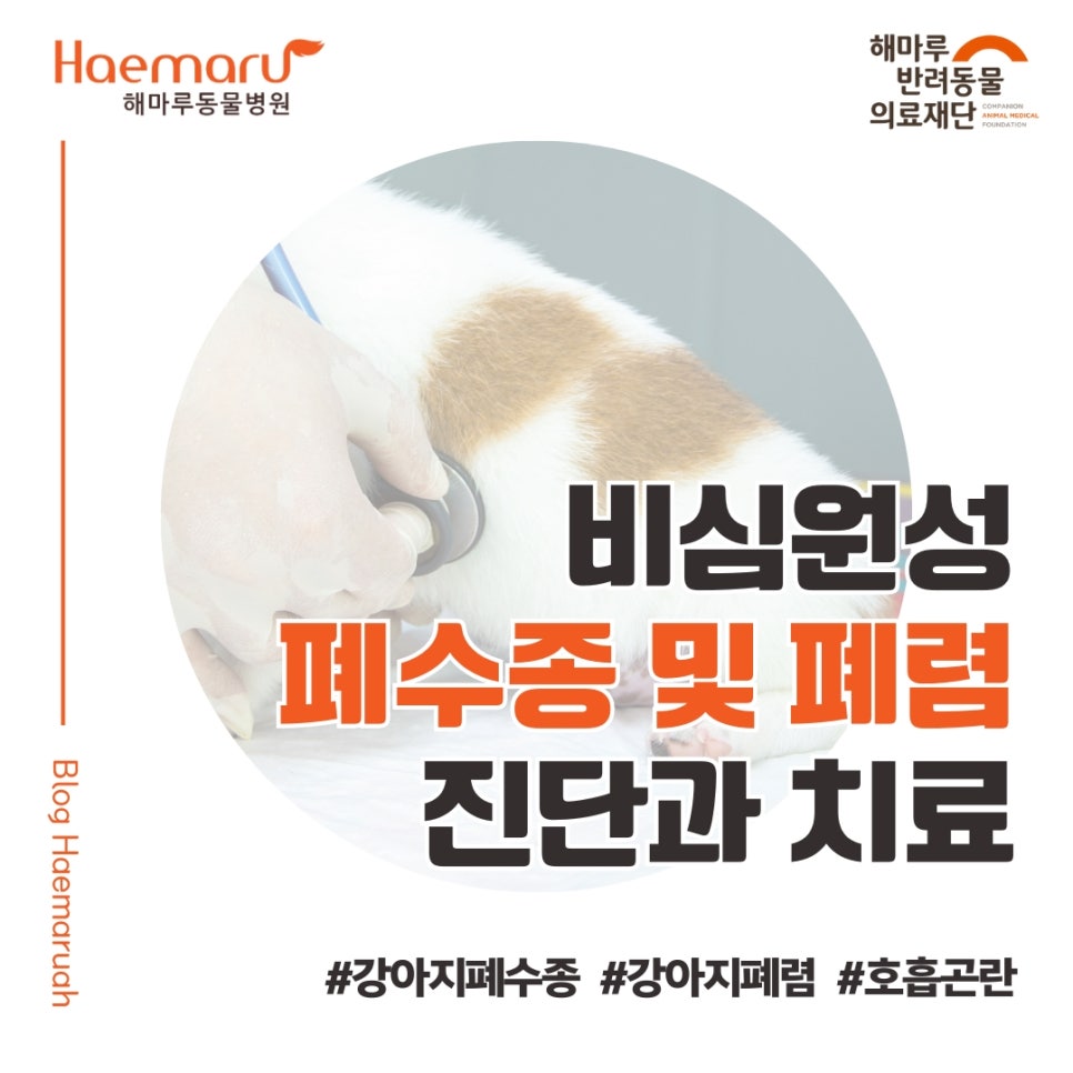 진료케이스 이미지