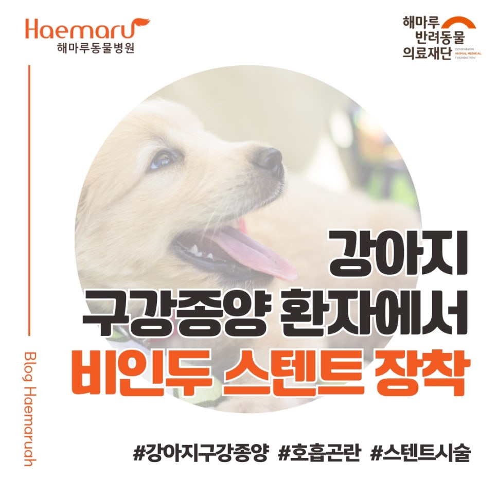 진료케이스 이미지