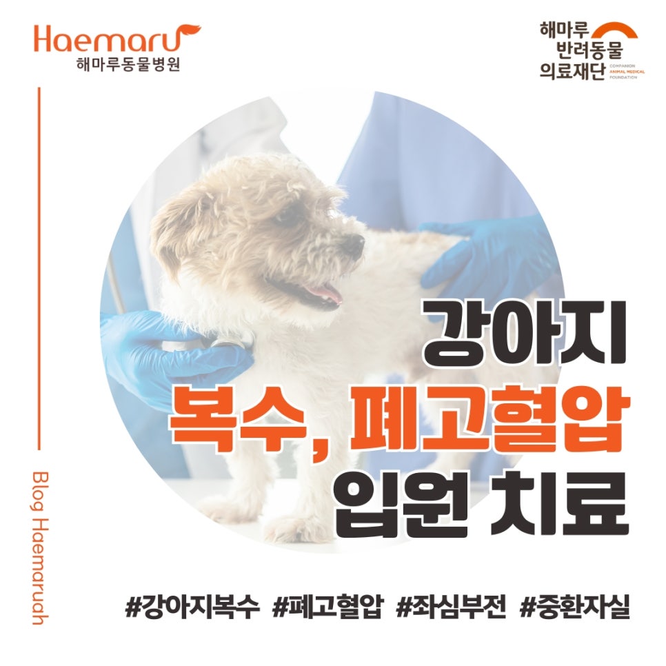 강아지 복수 환자의 폐고혈압 입원 치료 썸네일