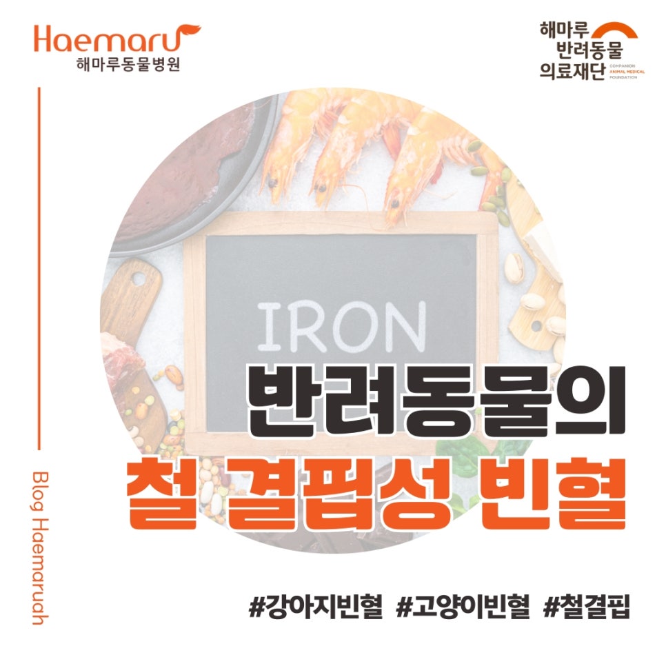 강아지 고양이의 철 결핍성 빈혈이란? 강아지 빈혈, 실제 진단과 치료 사례 썸네일