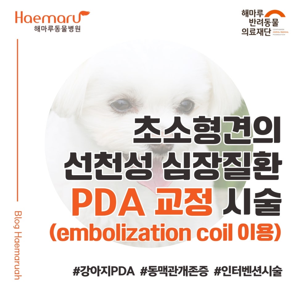 진료케이스 이미지