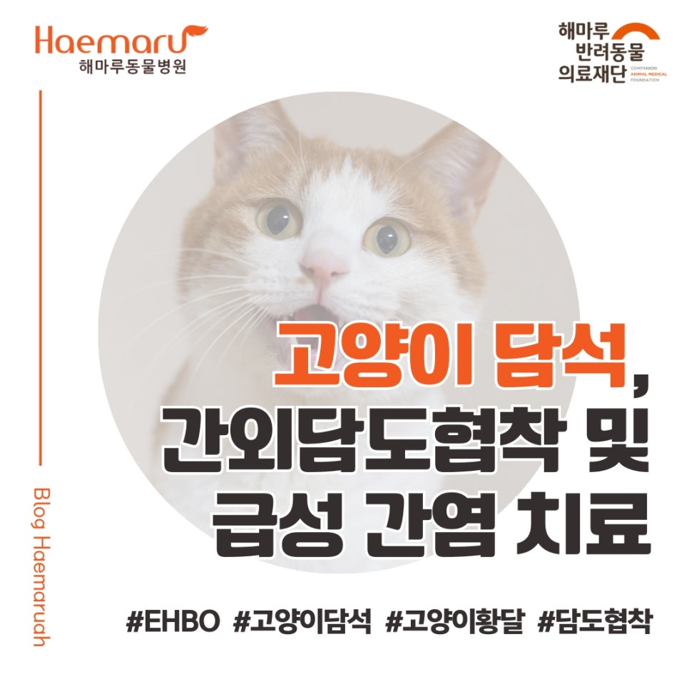 진료케이스 이미지