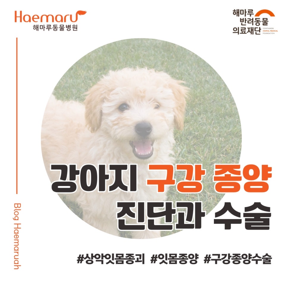 진료케이스 이미지