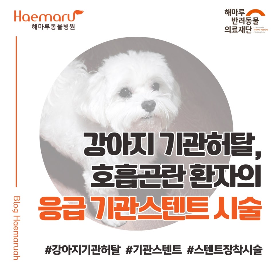 진료케이스 이미지
