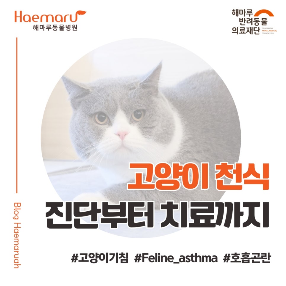 진료케이스 이미지