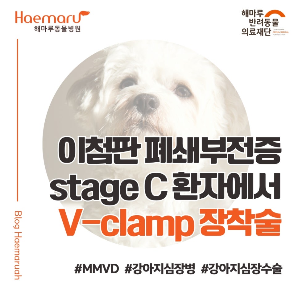 진료케이스 이미지