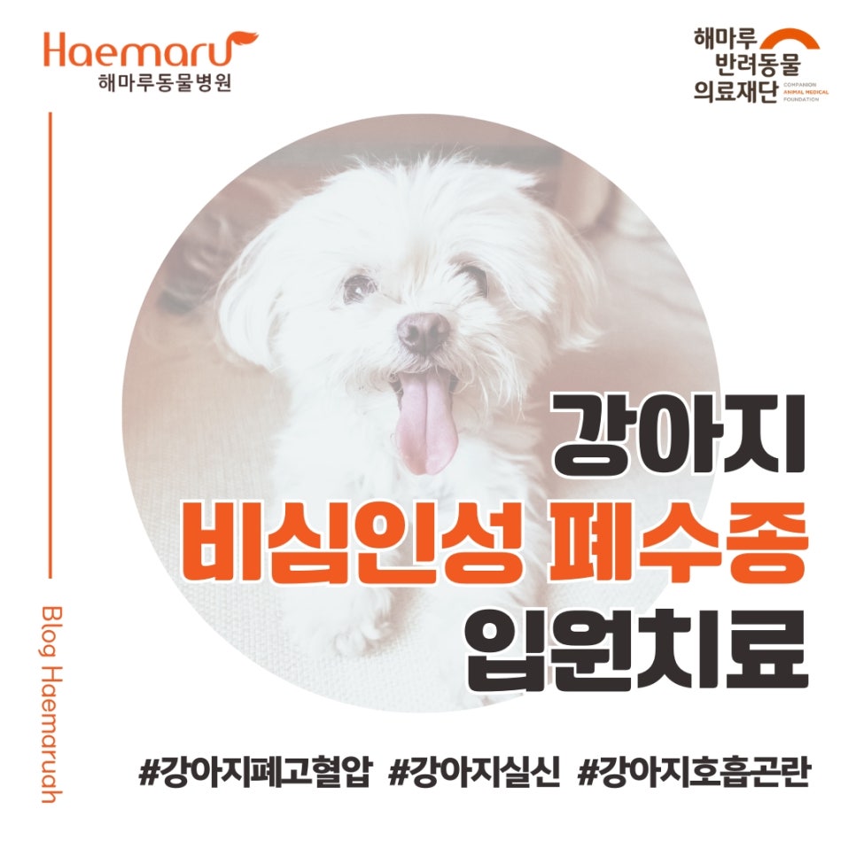 강아지 비심인성 폐수종 - 기침, 실신, 호흡곤란 증상의 노령견 입원치료 썸네일