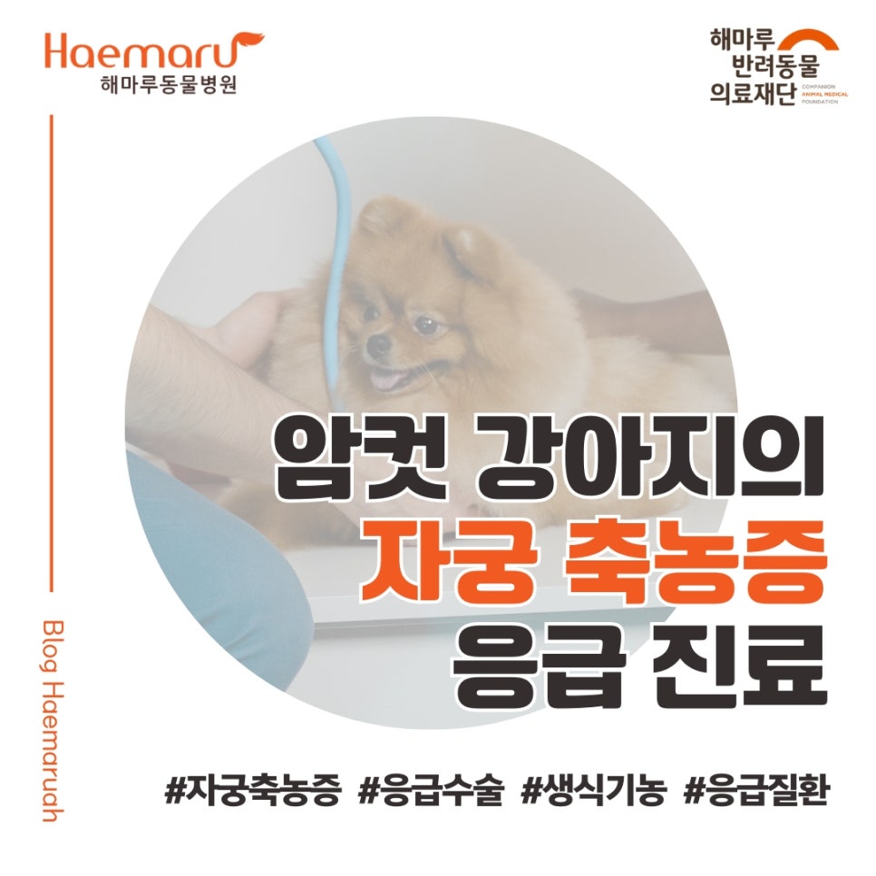 암컷 강아지의 자궁축농증 응급진료 - 출혈성 농 삼출물을 보이는 기력저하 환자 썸네일