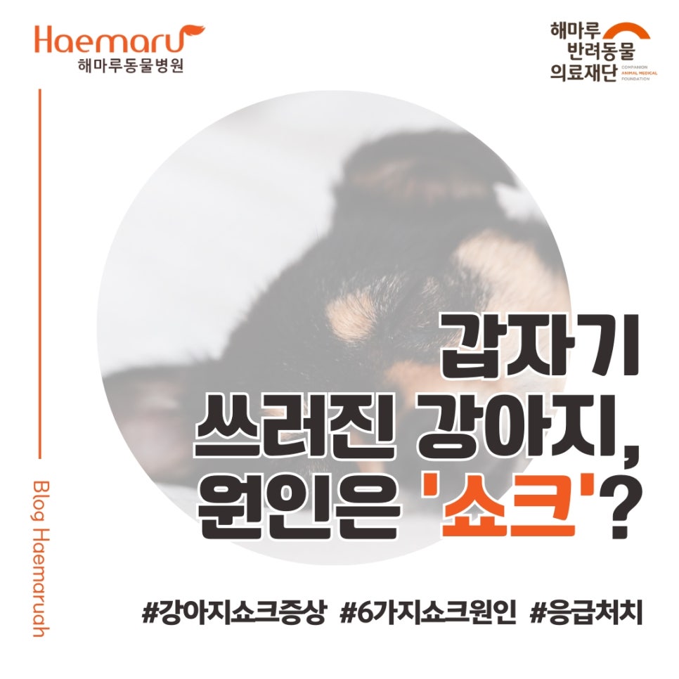 갑자기 쓰러진 강아지, 원인은 '쇼크'? - 강아지에게 나타날 수 있는 쇼크 원인과 실제 응급처치 사례 썸네일