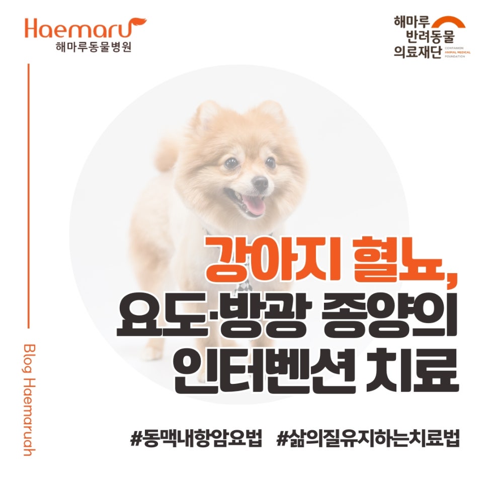 강아지 혈뇨, 알고 보니 요도 종양? 중재시술로 종양 50% 감소한 치료 사례 썸네일