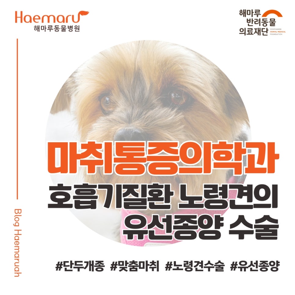 진료케이스 이미지
