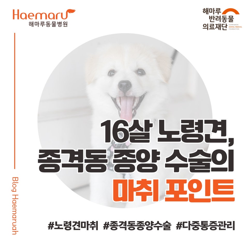 진료케이스 이미지