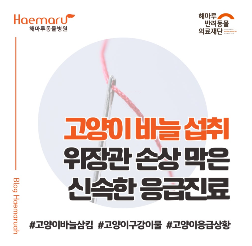 진료케이스 이미지