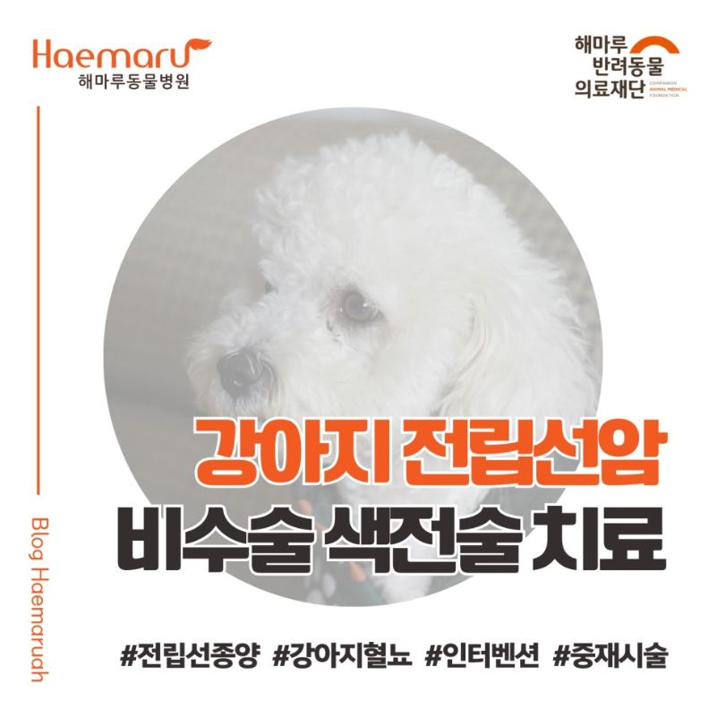 진료케이스 이미지