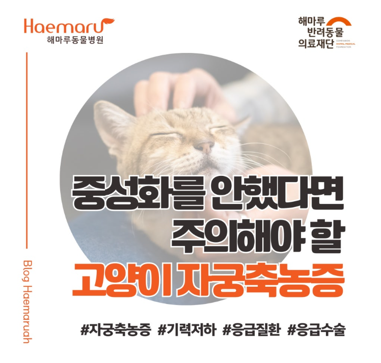 진료케이스 이미지