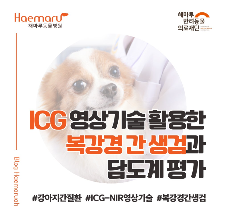 진료케이스 이미지