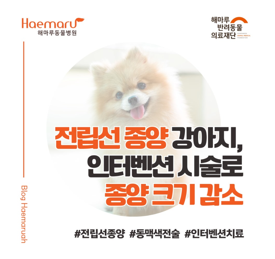 진료케이스 이미지