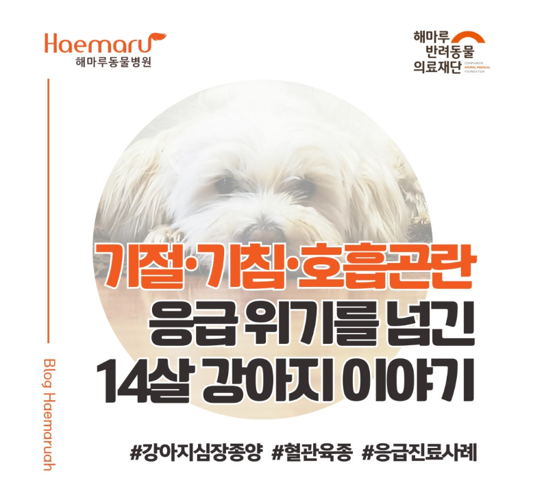 진료케이스 이미지