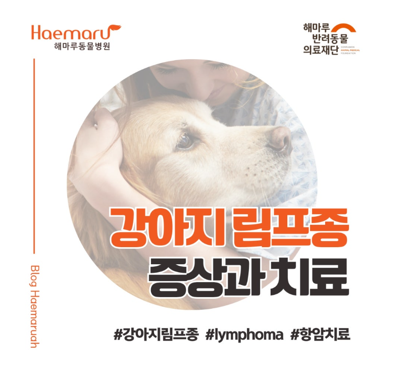 강아지 림프종 증상과 치료 이야기 "완치보다는 '관해'가 목표입니다." 썸네일