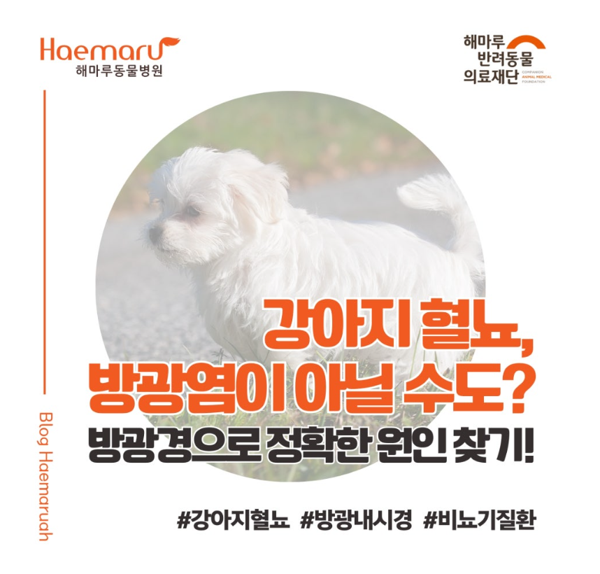 강아지 혈뇨, 단순 방광염이 아닐 수도? '방광경 검사'로 정확한 원인 찾기 썸네일