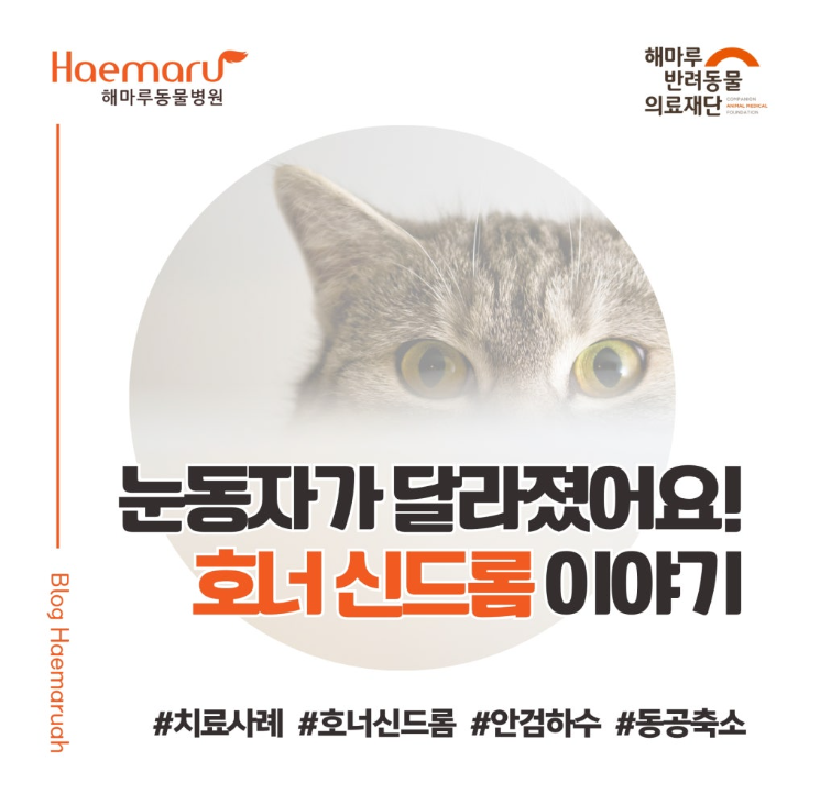 고양이 눈동자가 달라졌어요! 호너 신드롬(Horner's Syndrome)의 원인과 진단, 치료 이야기 썸네일